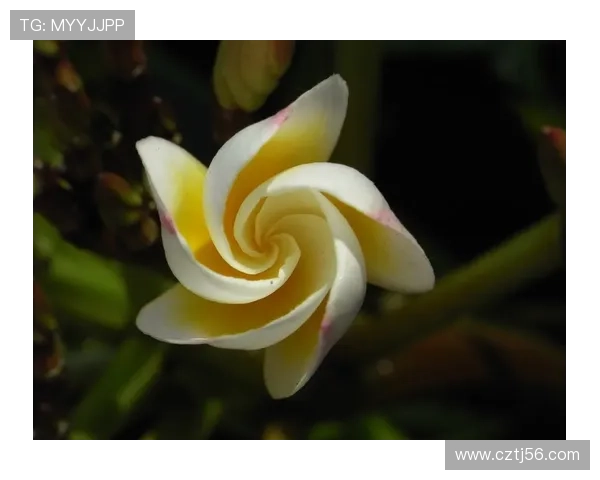 《火焰鸡蛋花》：当爱与梦想在热带风情中绽放